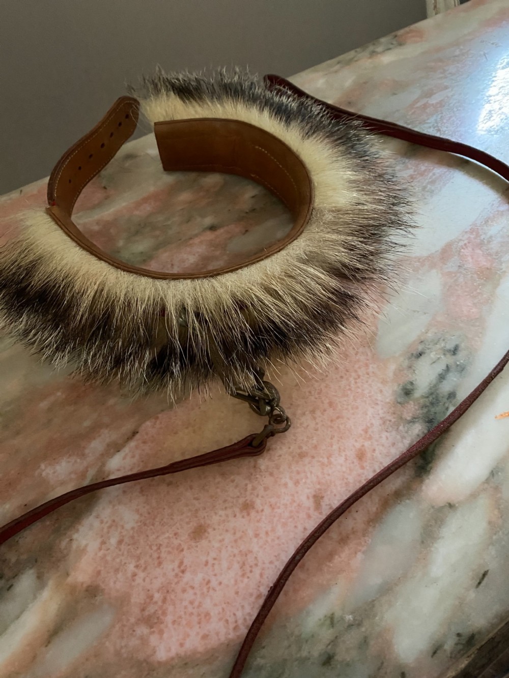 ANTIQUE 19TH CENTURY TAXIDERMY FRENCH BULLDOG COLLAR & Lead View III
