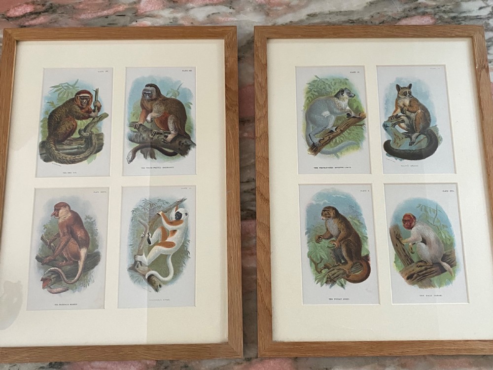 Victorian Chromolithographs of Monkeys