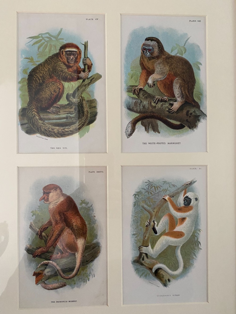 Victorian Chromolithographs of Monkeys View II