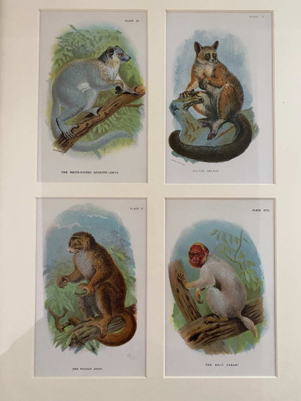 Victorian Chromolithographs of Monkeys View III