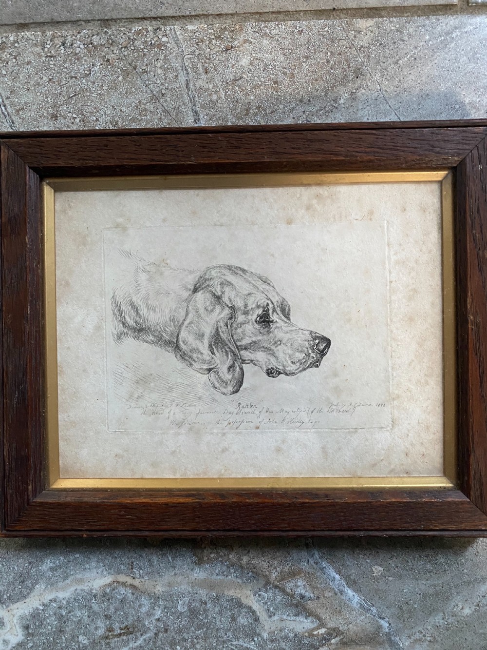 19th Century Etching 'Rattler' Dog of His Majesty 