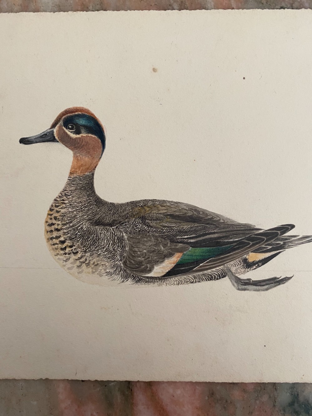 19th Century Fine Watercolour Teal Duck 1830 Monogrammed