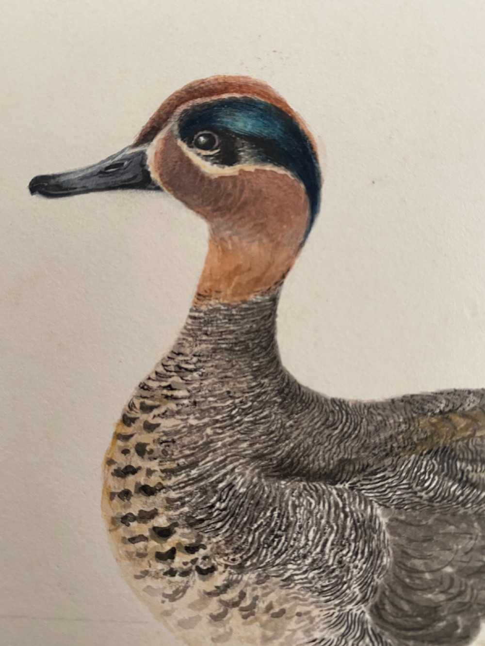 19th Century Fine Watercolour Teal Duck 1830 Monogrammed View II