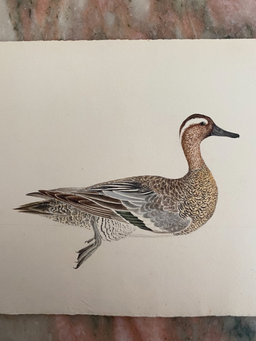 19th Century Watercolour Painting Garganey Duck 1831 Monogrammed