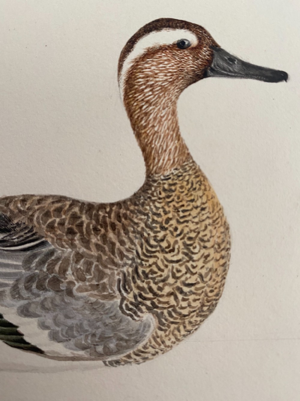 19th Century Watercolour Painting Garganey Duck 1831 Monogrammed View II