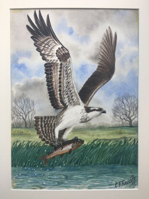 fig 1. C F Tunnicliffe Signed Dated 1966 Original Watercolour British Wildlife Painting Osprey & Trout English Landscape
