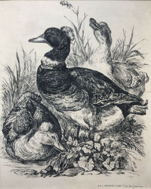 A Hofmann (German) Signed 1871 Original Antique Pen & Ink Drawing Tufted Ducks