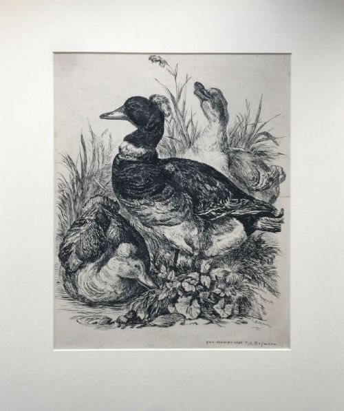 fig 1. A HOFMANN (German) Signed 1871 Original Antique Pen & Ink Drawing Tufted Ducks