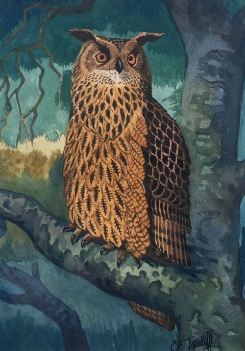 Manner of C F Tunnicliffe, Bears Signature, Original Watercolour Painting Study of an Owl
