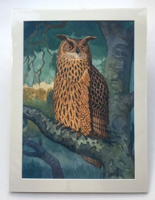 fig 1. Manner of C F Tunnicliffe, bears signature, Original Watercolour Painting Study of an Owl