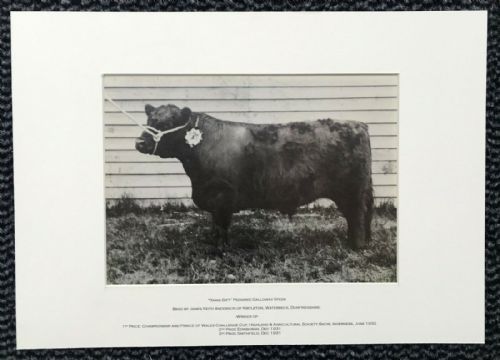 Prize Galloway Steer Bull Original Mounted 1932 Scottish Antique Photograph