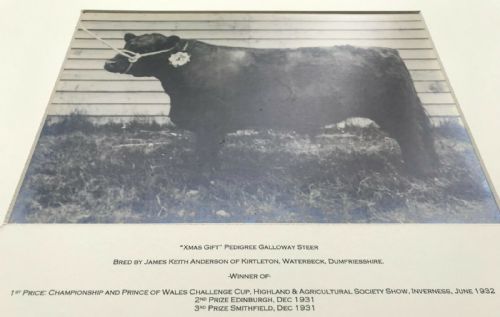 fig 1. Prize Galloway Steer Bull Original Mounted 1932 Scottish Antique Photograph