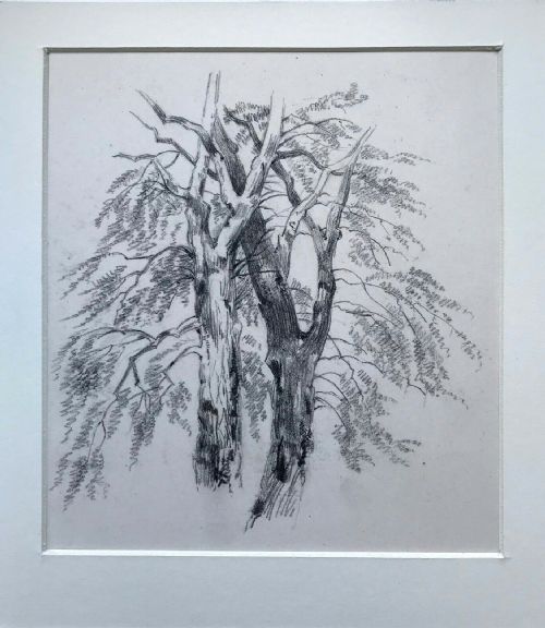 Study of Trees Original C19th Antique Pencil Drawing Sketch Landscape
