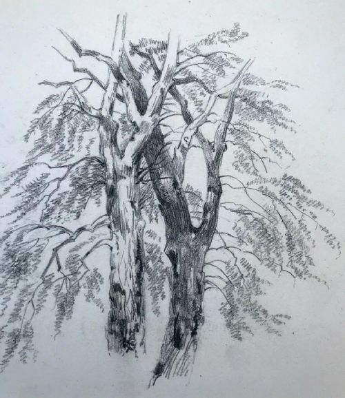 fig 1. Study of Trees Original C19th Antique Pencil Drawing Sketch Landscape