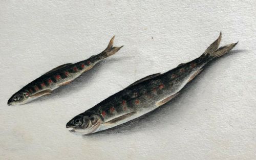 fig 1. Original 1865 dated Antique Watercolour Painting Still Life Study of Two Fish