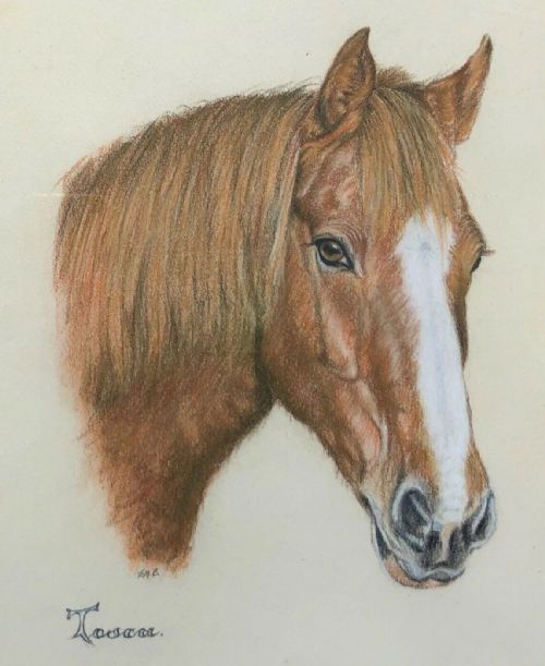 Indistinctly Signed Mid 20th Century Original Vintage Pastel Horse Portrait Study Titled 'Tosca'