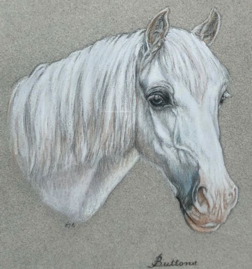 Original Indistinctly Signed Mid to Late 20th Century Vintage Pastel Study of a White Horse , Inscribed 'Buttons'
