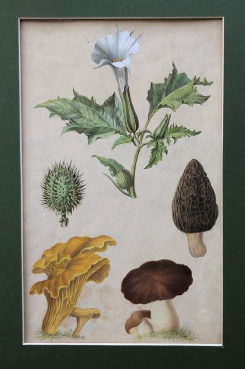 Attributed to Otto Soltau Original Antique Watercolour Painting German Botanical Study of Fungi & Flowers 2