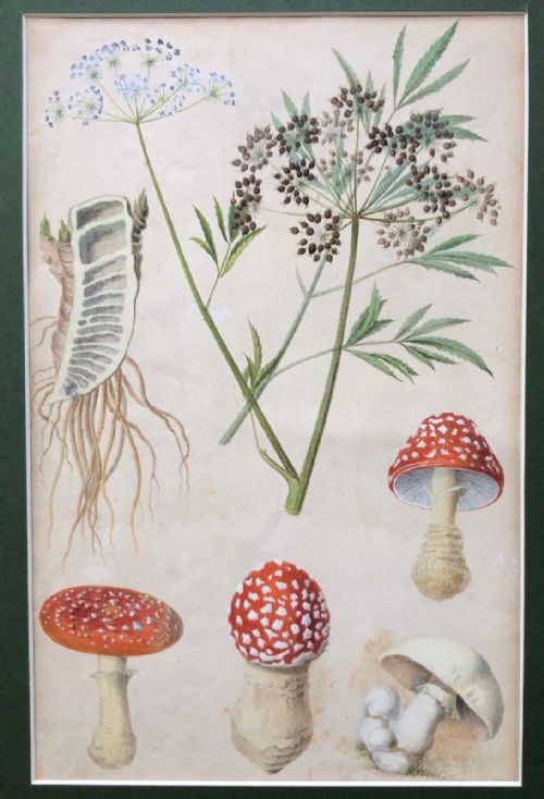 Attributed to Otto Soltau Original Antique German Botanical Study of Fungi & Flowers Antique Watercolour 1