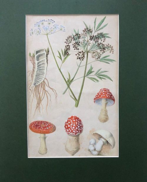 fig 1. Attributed to Otto Soltau Original Antique German Botanical Study of Fungi & Flowers Antique Watercolour 1