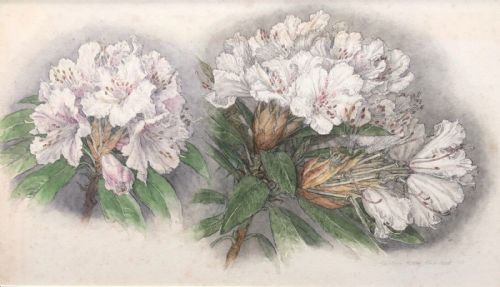 Patience Mary Hallward 1930 Signed Original Early 20th Century Antique Still Life Watercolour Painting Rhododendron Study