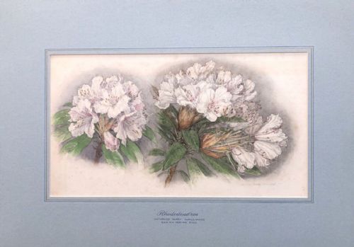 fig 1. Patience Mary Hallward 1930 Signed Original early 20th Century Antique Still Life Watercolour Painting Rhododendron Study