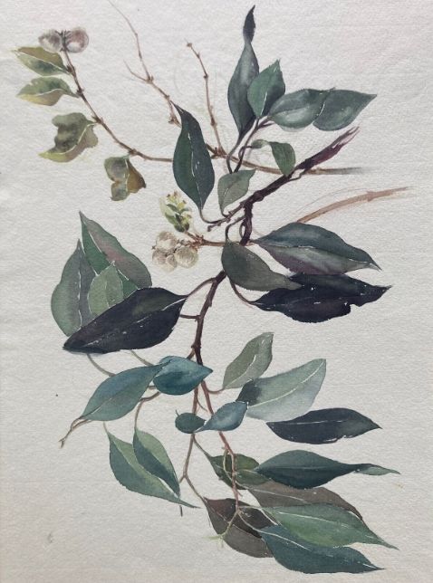 fig 1. A mid-century watercolour painting depicting a leafy Symphoricarpos branch with white berries on an off-white background.