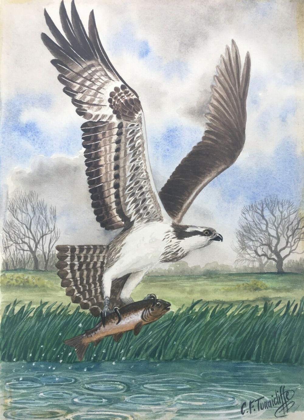 C F Tunnicliffe Signed Dated 1966 Original Watercolour British Wildlife Painting Osprey & Trout English Landscape