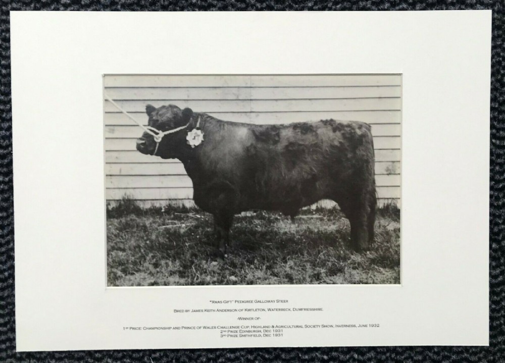 Prize Galloway Steer Bull Original Mounted 1932 Scottish Antique Photograph