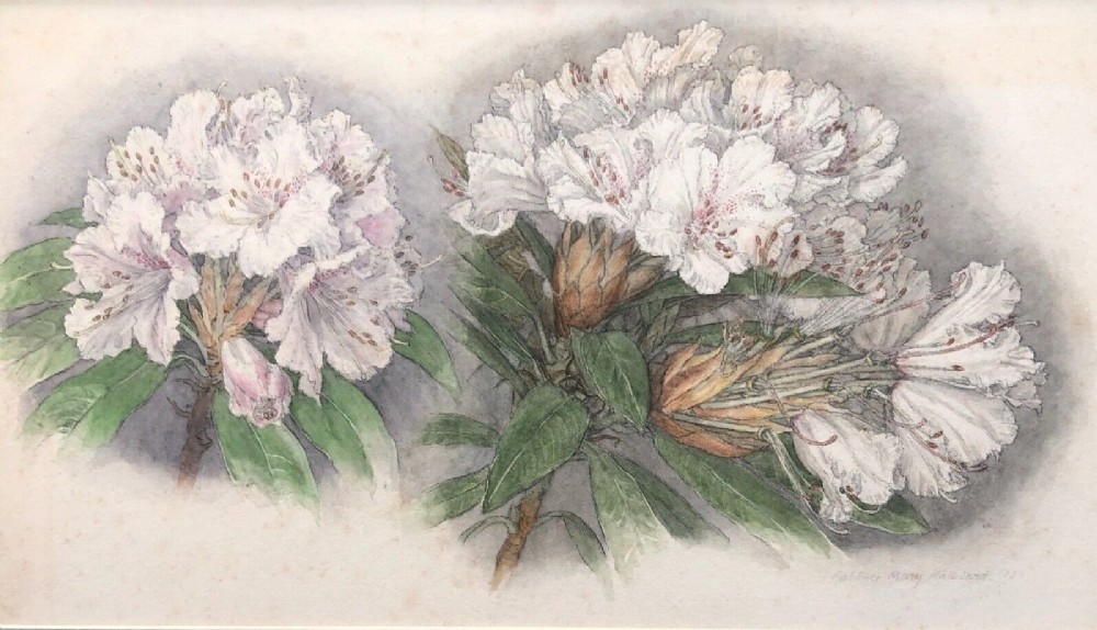 Patience Mary Hallward 1930 Signed Original early 20th Century Antique Still Life Watercolour Painting Rhododendron Study