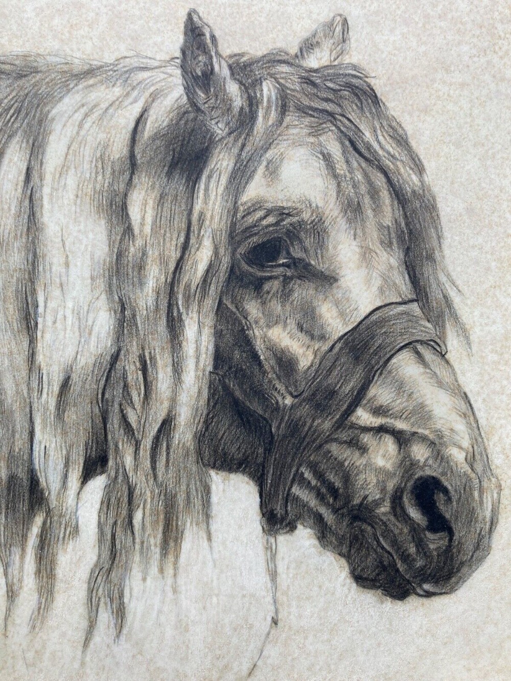 Original Early 19th Century Antique Pencil Charcoal Sketch Study of a Horse's Head facing Right