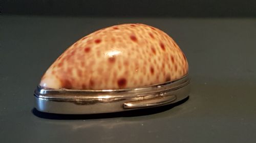 Late Georgian Cowrie and Tortoise Shell Silver Mounted Snuff