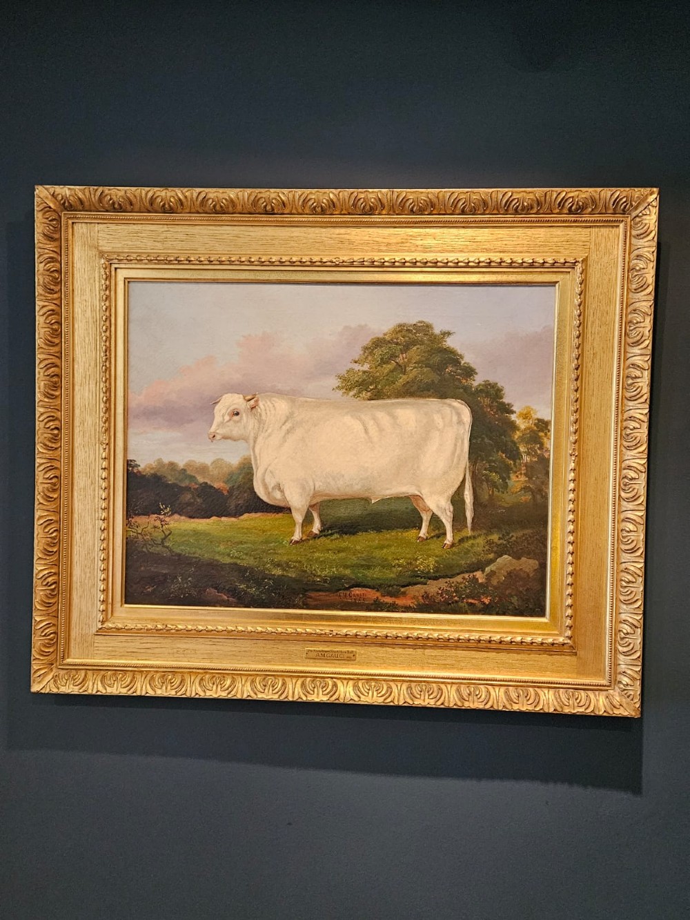 Victorian Oil on Canvas Painting of A Short Horn By A M Gauci