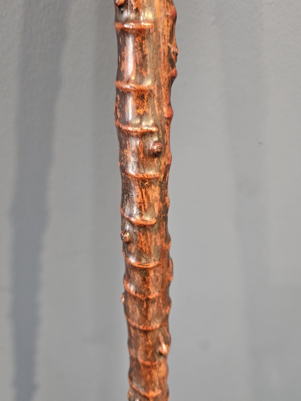 An Edwardian walking stick with a hand-carved wooden dog head handle on a knobbly blackthorn shaft with a silver-coloured collar. View V