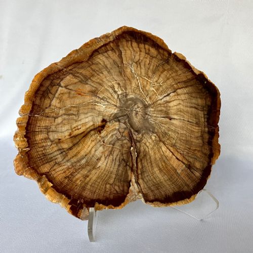 a large fossilised or petrified wood specimen polished with perspex stand circa 120 240 million years old - CATEGORY: ANTIQUE MISCELLANEOUS - DATED BEFORE 1700