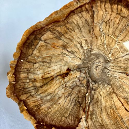 A LARGE FOSSILISED OR PETRIFIED WOOD SPECIMEN POLISHED WITH PERSPEX STAND CIRCA 120 240 MILLION YEARS OLD - ADDITIONAL PHOTO 2