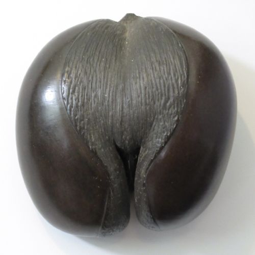 EARLY 19TH CENTURY COCO DE MER SEYCHELLES