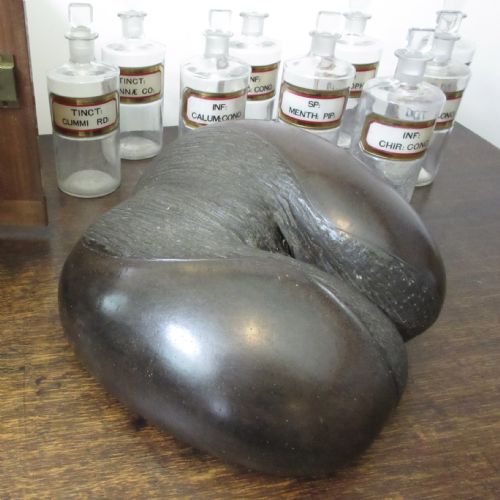 EARLY 19TH CENTURY COCO DE MER SEYCHELLES - ADDITIONAL PHOTO 1