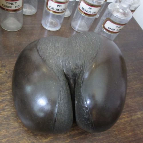 EARLY 19TH CENTURY COCO DE MER SEYCHELLES - ADDITIONAL PHOTO 2