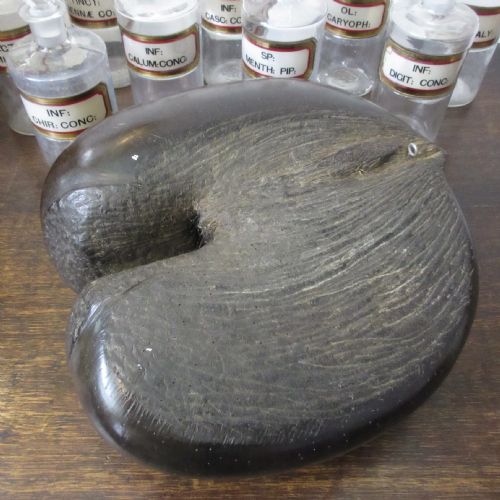 EARLY 19TH CENTURY COCO DE MER SEYCHELLES - ADDITIONAL PHOTO 3