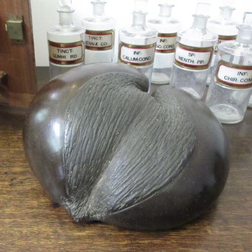 EARLY 19TH CENTURY COCO DE MER SEYCHELLES - ADDITIONAL PHOTO 4