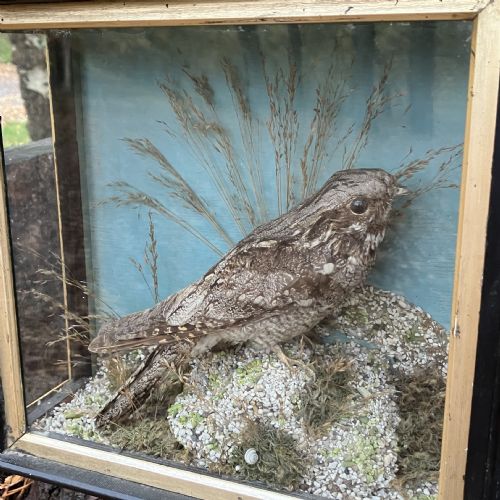 VICTORIAN TAXIDERMY EUROPEAN NIGHTJAR IN GLASS DISPLAY CASE 19TH CENTURY NATURAL HISTORY SPECIMEN CIRCA 1890 - ADDITIONAL PHOTO 2