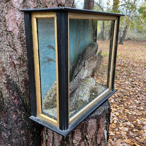 VICTORIAN TAXIDERMY EUROPEAN NIGHTJAR IN GLASS DISPLAY CASE 19TH CENTURY NATURAL HISTORY SPECIMEN CIRCA 1890 - ADDITIONAL PHOTO 4