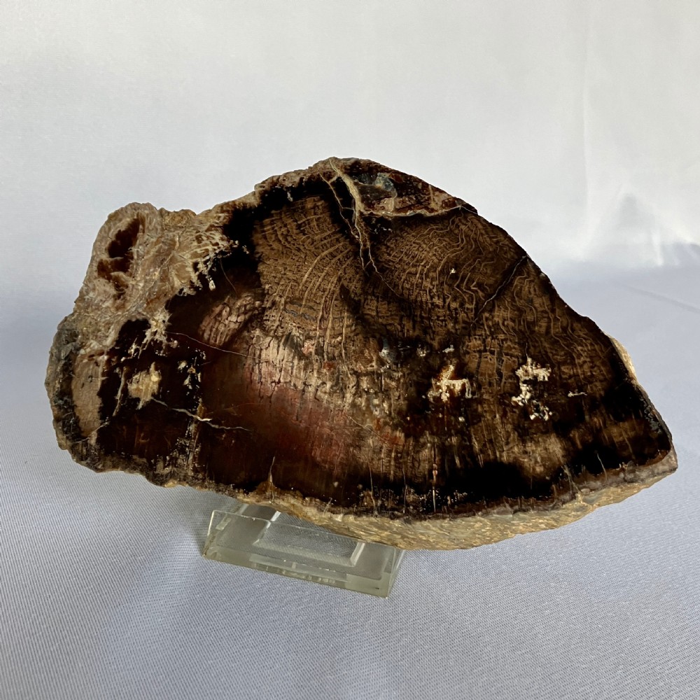 A polished section of dark brown and beige petrified wood displaying natural growth rings, mounted upright on a clear acrylic stand.