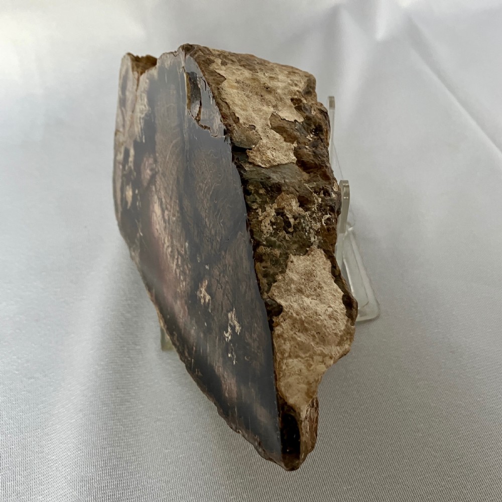 A polished section of dark brown and beige petrified wood displaying natural growth rings, mounted upright on a clear acrylic stand. View II