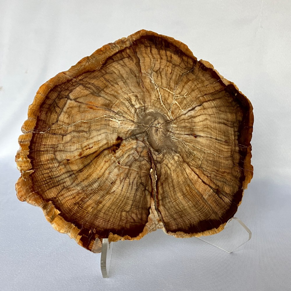 A Large Fossilised Or Petrified Wood Specimen, Polished With Perspex Stand, Circa 120 - 240 Million Years Old