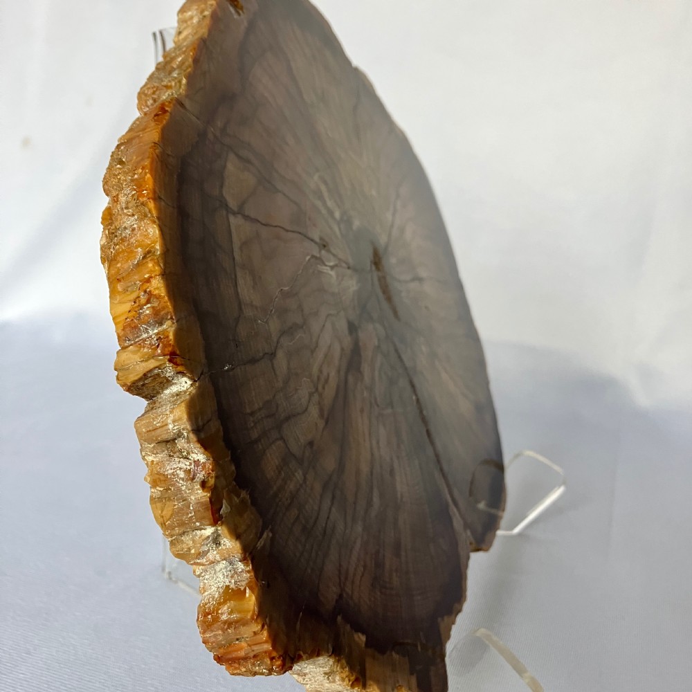 A Large Fossilised Or Petrified Wood Specimen, Polished With Perspex Stand, Circa 120 - 240 Million Years Old View II