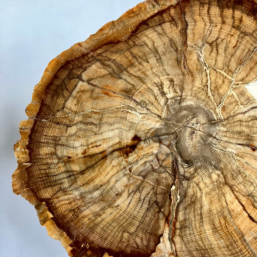A Large Fossilised Or Petrified Wood Specimen, Polished With Perspex Stand, Circa 120 - 240 Million Years Old View III