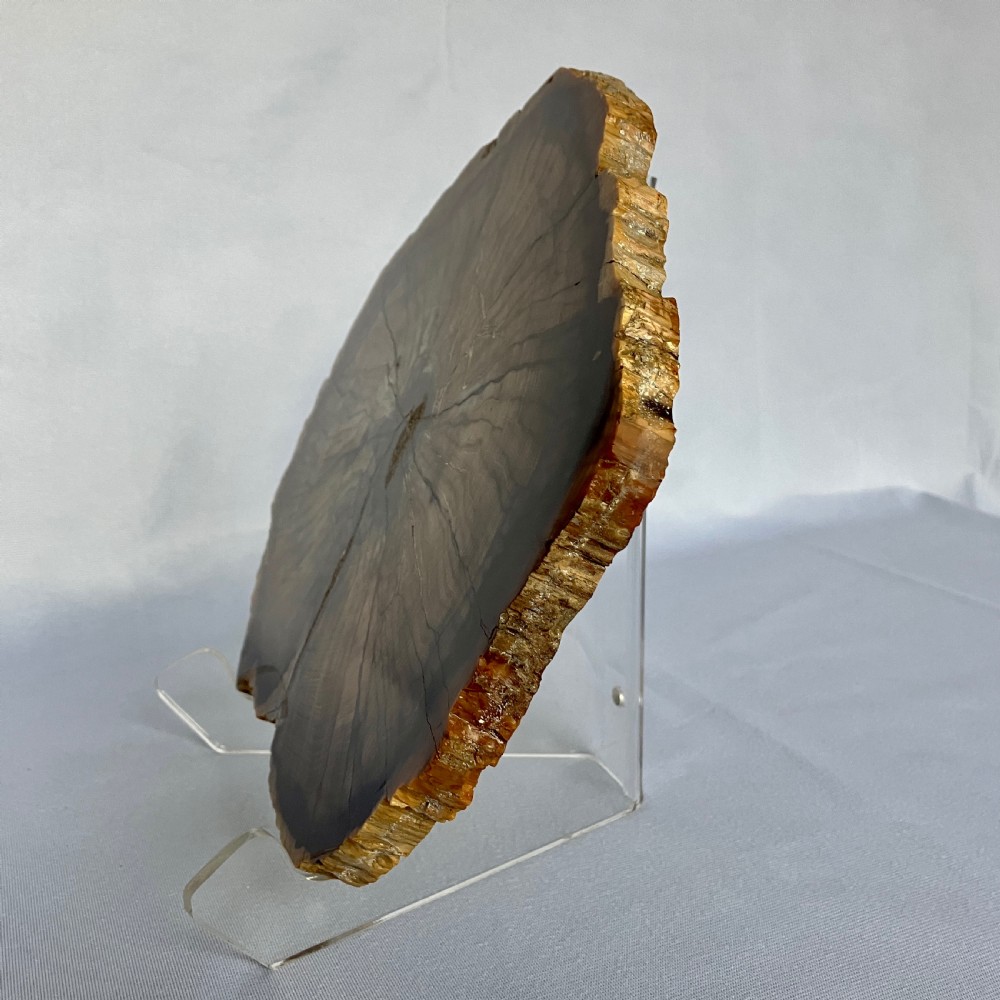 A Large Fossilised Or Petrified Wood Specimen, Polished With Perspex Stand, Circa 120 - 240 Million Years Old View IV