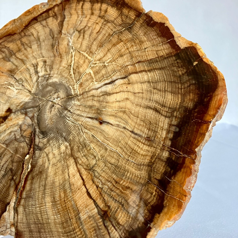 A Large Fossilised Or Petrified Wood Specimen, Polished With Perspex Stand, Circa 120 - 240 Million Years Old View V